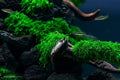 Weeping Moss 4oz Cup - Live Aquarium Plant, Aquatic Stems, Easy Care, Fontinalis antipyretica