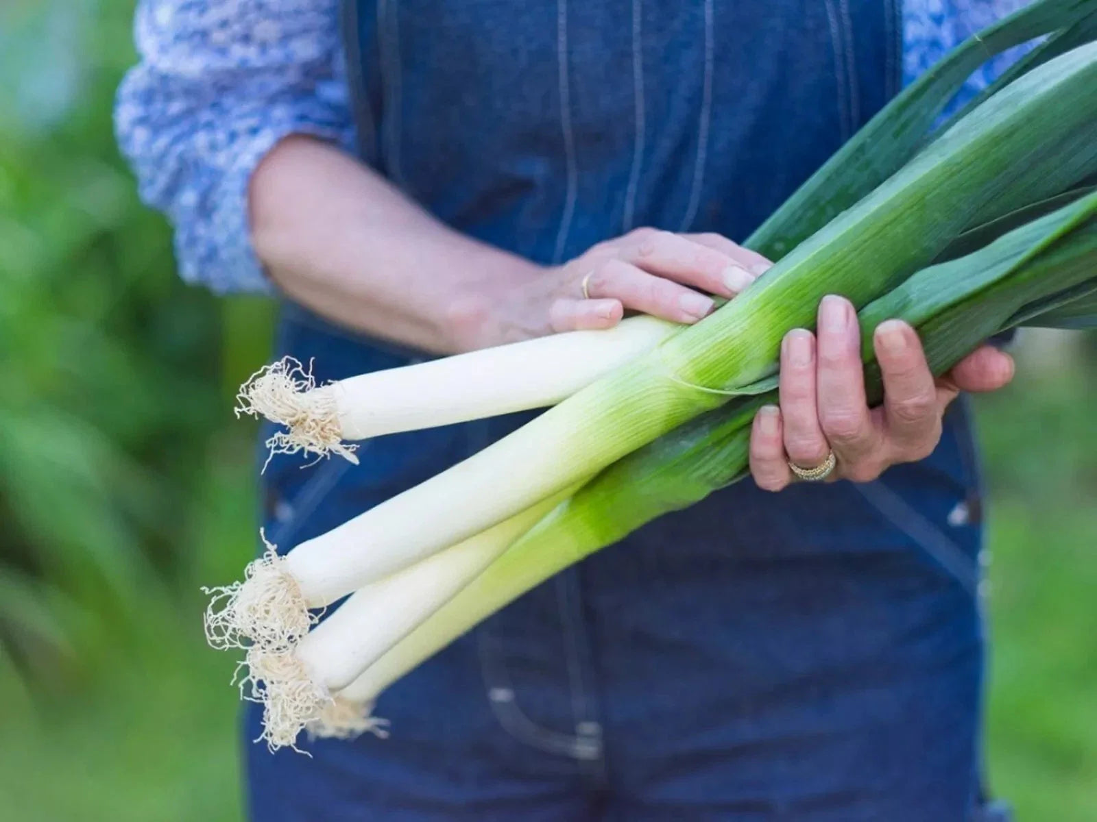 Large American Flag Leek Onion Seeds - Heirloom, Organic, Non-GMO - 250 Count