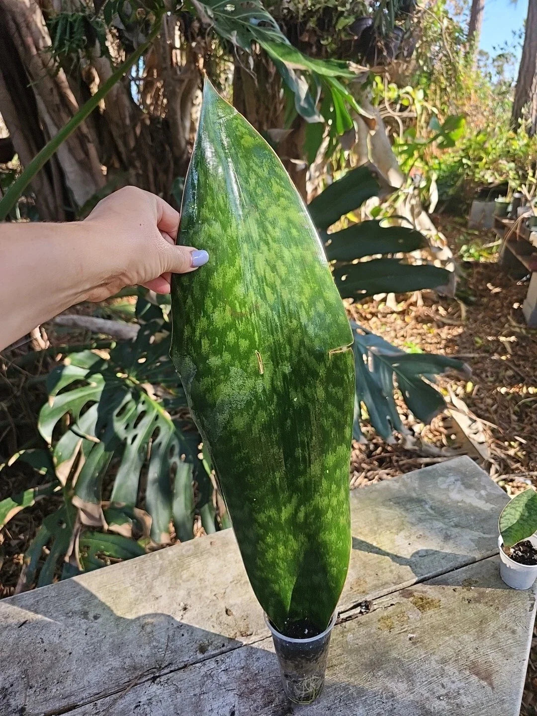 XXL Sansevieria Masoniana Whale Fin Snake Plant, 25" Tall, Rooted, 6.5" Wide, Indoor Houseplant, Low Maintenance