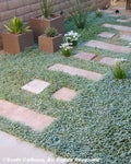 Dichondra Repens Seeds - 1000 Count - Evergreen Lawn Leaf Ground Cover - Jocad Variety