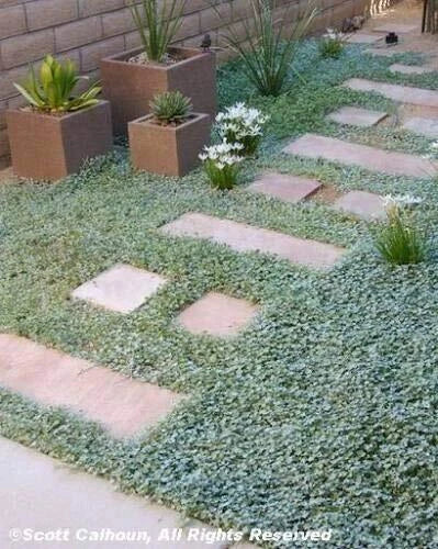 Dichondra Repens Seeds - 1000 Count - Evergreen Lawn Leaf Ground Cover - Jocad Variety