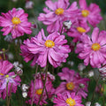 Bare Root Dark Rose Japanese Anemone Plants | 10 Root Stock | Anemone hupehensis