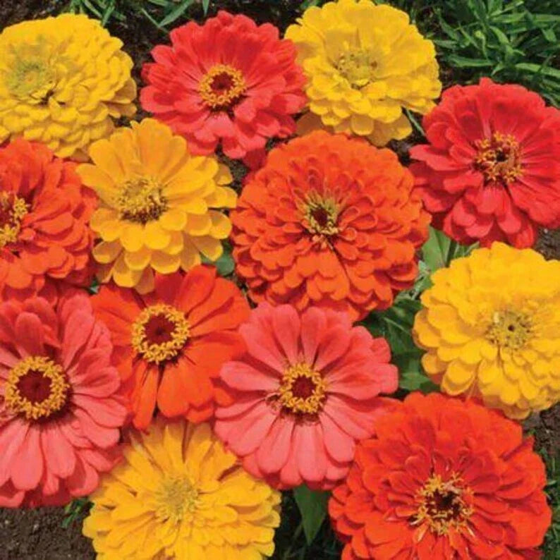 Zinnia Seeds - 100 Fruity Beauty Mix - Organic Flower Seeds - USA Grown