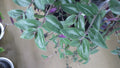 Wandering Jew Cuttings - T. Chrysophylla "Baby Bunny Bellies" - Indoor House Plant Propagation