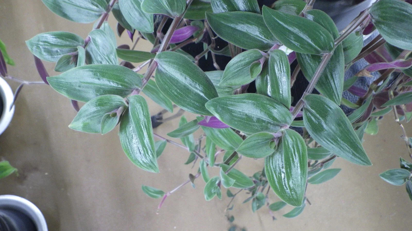 Wandering Jew Cuttings - T. Chrysophylla "Baby Bunny Bellies" - Indoor House Plant Propagation