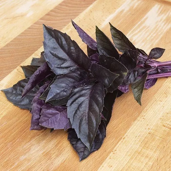 Dark Opal Basil Seeds - 250+ Heirloom Organic Non-GMO Herb - Ocimum basilicum