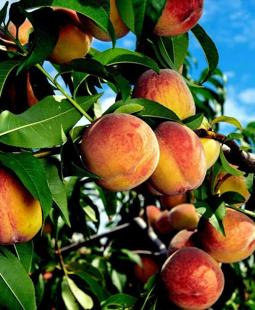 Fresh Cuttings Yellow Peach Tree - Organically Grown - Prunus persica - 6 No Roots