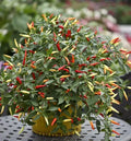 Thai Super Hot Rare Chili Pepper Plant, Organic, 4 Inches, Ot hiem Si