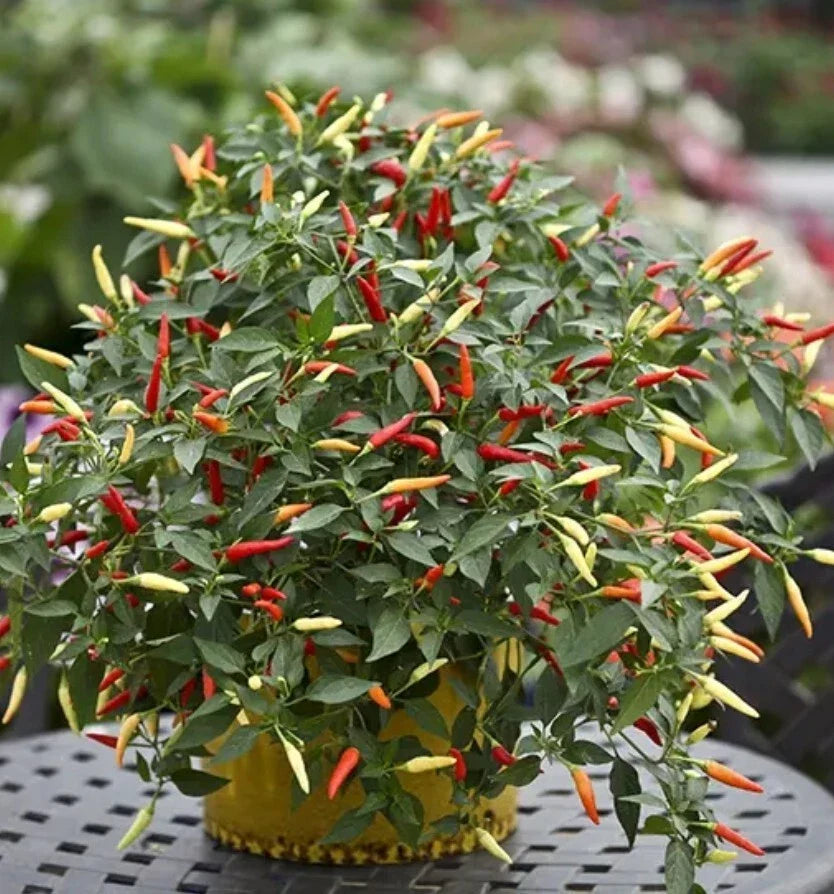 Thai Super Hot Rare Chili Pepper Plant, Organic, 4 Inches, Ot hiem Si