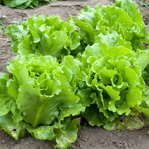Black Seeded Simpson Lettuce Seeds | Heirloom Non-GMO | Organic Vegetable Seeds | Lactuca sativa