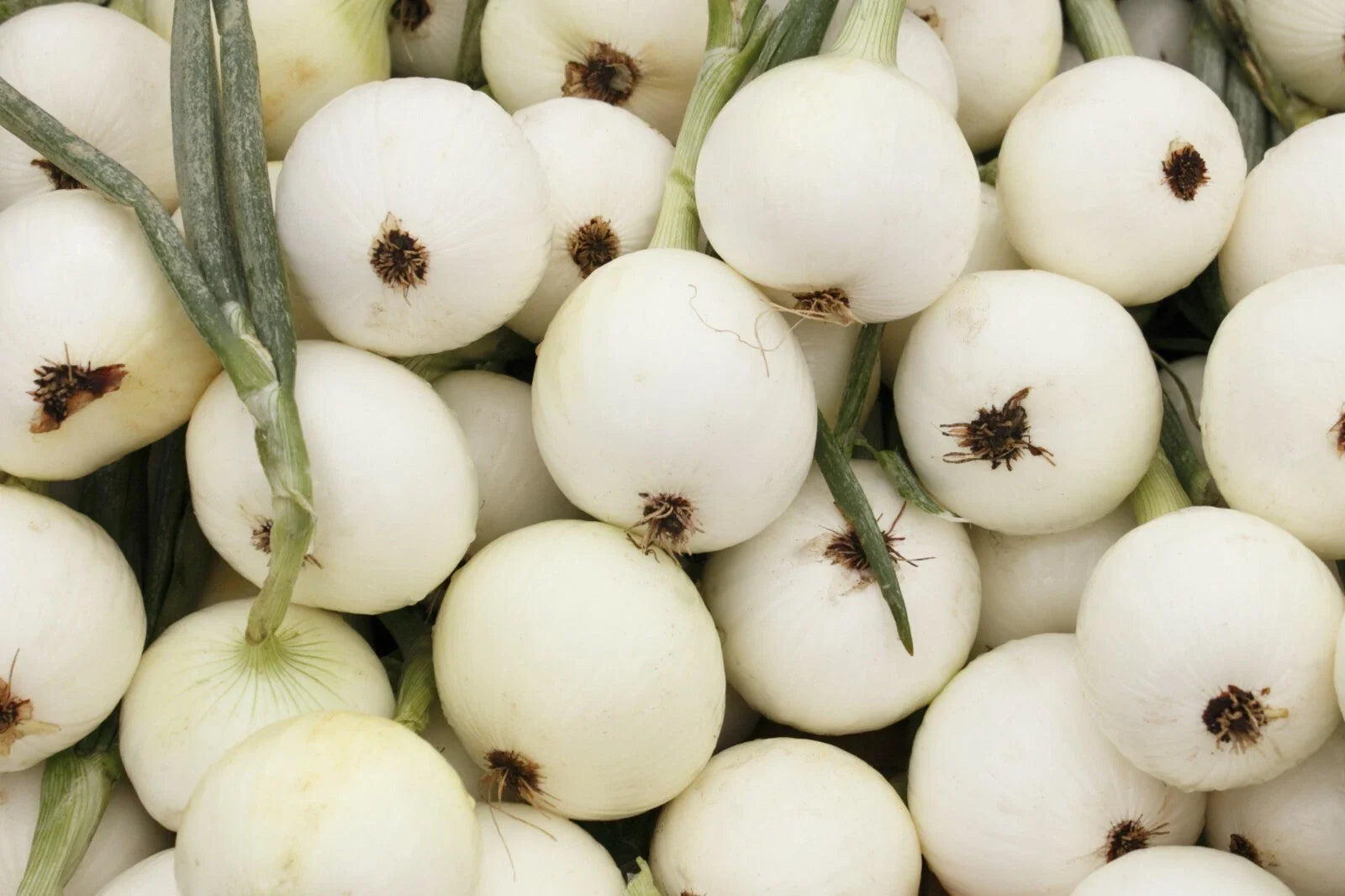 Onion Seeds 200+ White Spanish Non-GMO Sweet Mild Vegetable Garden Seeds Allium cepa