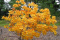 Aromi Azalea Plant - Well Rooted Rhododendron Hybrid - Fantastique - May Be Dormant