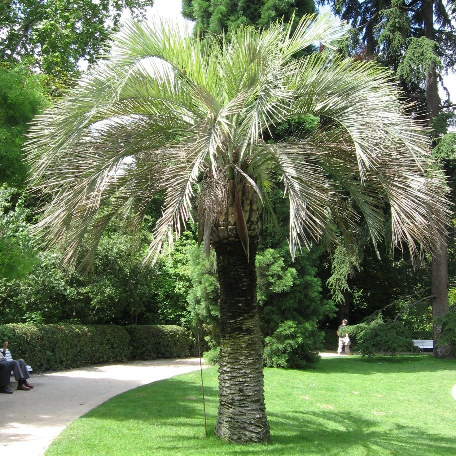 Coco Jelly Pindo Palm Seeds, 10 Count, Butia capitata, Tropical Indoor/Outdoor Plant, Rare Palm Seeds for Garden