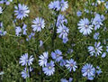 Bluest Blue Chicory Seeds - 100+ Count - Beautiful Blue Cut Flower - Cichorium intybus