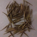 Black Bamboo Seeds - 100+ Rare Seeds for Planting | Exotic Fast Growing | Phyllostachys nigra | Ships from USA