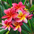 Plumeria Seeds - 5 Orange Pink Hawaiian Flower Seeds - Perennial Plant (Plumeria spp.)