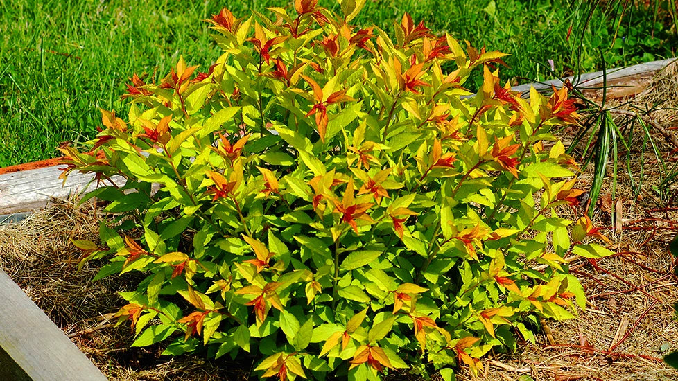 Goldmound Spirea Live Plant Starter 6+ Inches Bare Root Spiraea japonica 'Goldmound' Vibrant Golden Foliage Pink Flowers