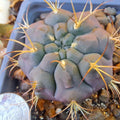 Gymnocalycium Pfanzii Albipulpa Bare Root Cactus | Rare Succulent Plant for Collectors