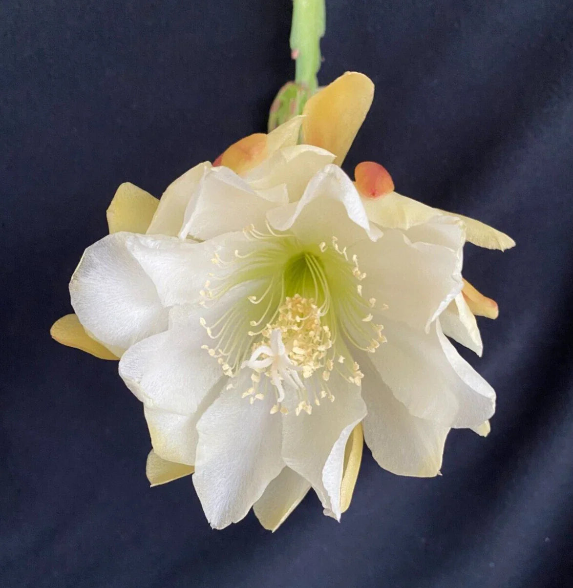 Orchid Cactus 3" Pot - Yellow & White Epiphyllum Rooted Plant