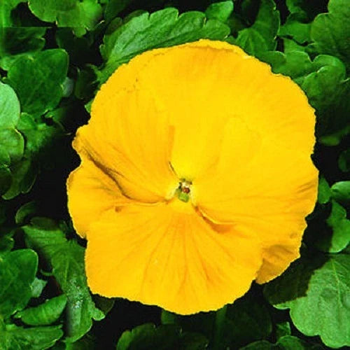 Giant Clear Yellow Pansy Seeds - 50 Pack - Viola x wittrockiana Flower Seeds