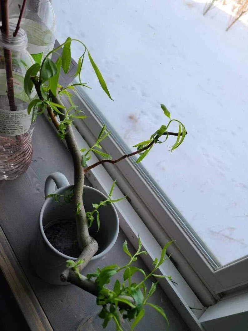 Willow Cuttings - 6 Indoor Cuttings - Rabbit-Friendly - Salix spp.