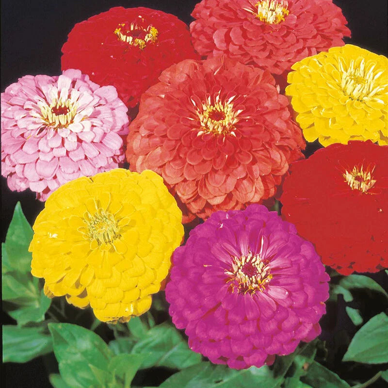 Giant Dahlia Mix Zinnia Seeds - 100+ Fresh Flower Seeds - Colorful Garden Variety - Zinnia elegans