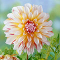Dahlia Plant Bulb Tuber 1 Live 'Caribbean Fantasy' Peach Yellow Red Flower, Attracts Butterflies, Full Sun, Zones 3-10