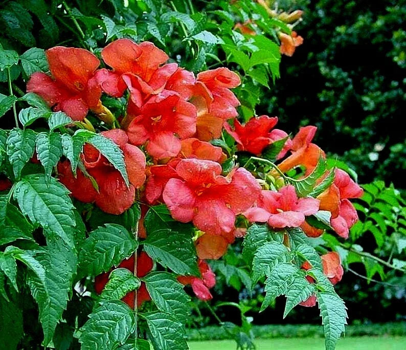 Orange Trumpet Creeper Vine Live Starter Plant Campsis Radicans Hummingbird Butterfly Attractant 2-Year-Old Rooted Bare Root