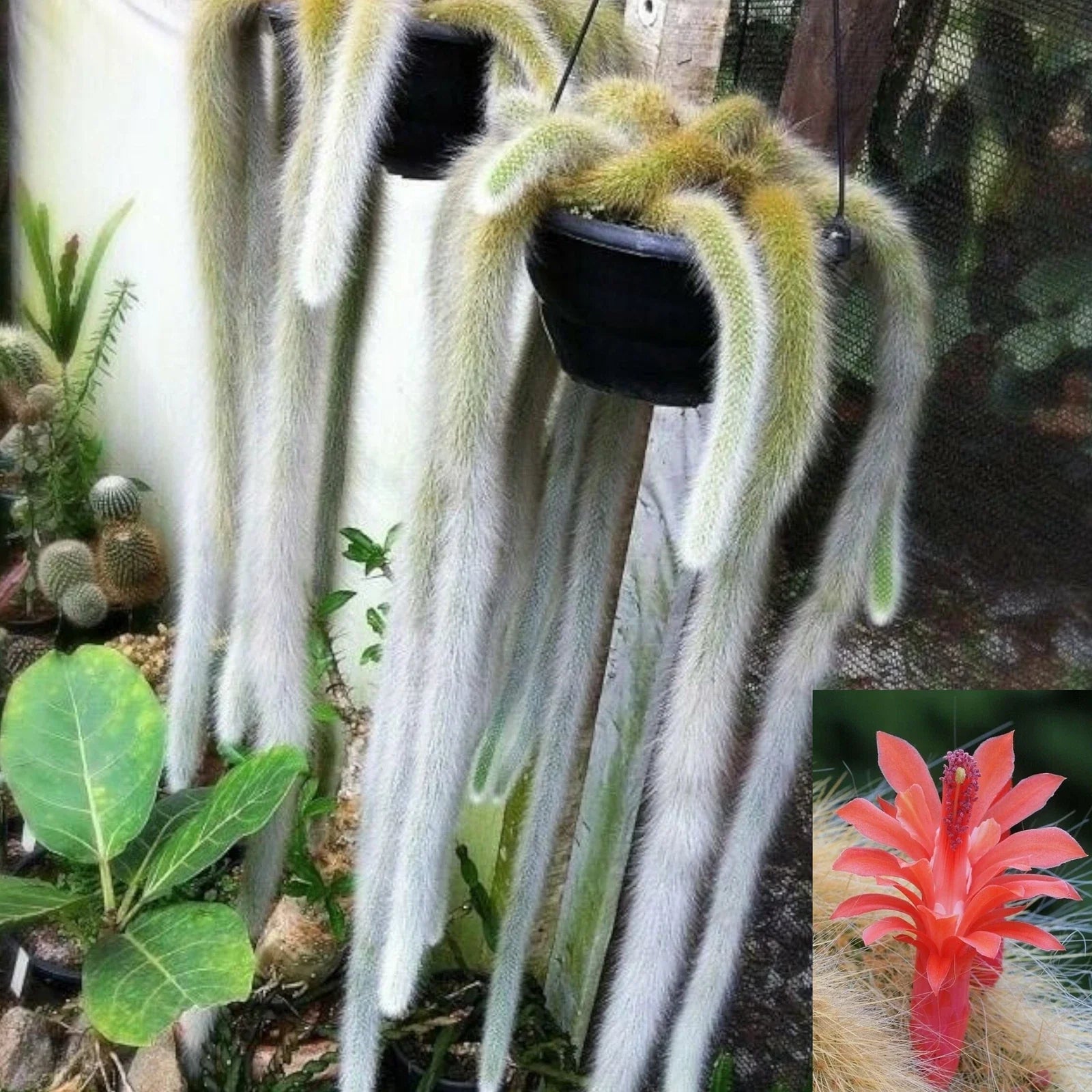 Monkey Tail Cactus Plant - Hildewintera colademononis - Unique Succulent Variety - Perfect for Home Decor