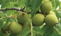 Black Walnut Tree 12-24in Live Plant Bare Root Juglans nigra, Deciduous Tree for Landscaping, Fast Growth, North American Native