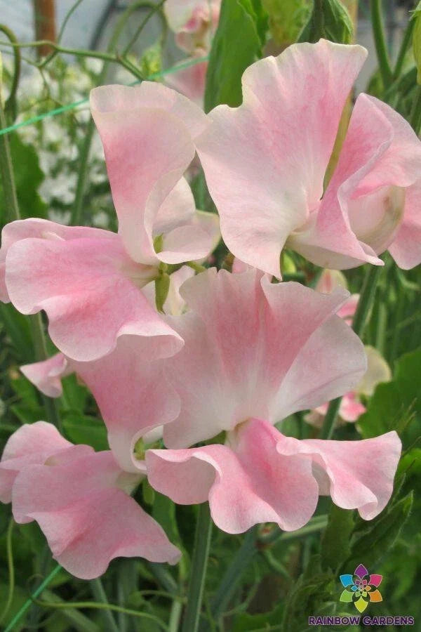 John Gray Sweet Pea Seeds - 50+ Pack for Garden Planting - Lathyrus odoratus - USA Grown, Free Shipping