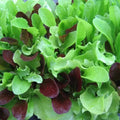 Mesclun Mix Lettuce Seeds - Fresh Seed for Salad Garden - Heirloom Variety - Non-GMO Lettuce (Lactuca sativa)