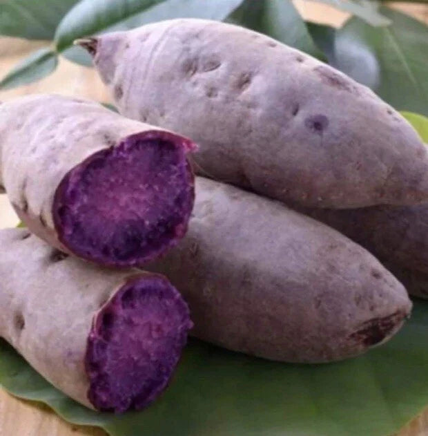 Purple Sweet Potato Slips - 10 Cuttings - Khoai Lang Tím - Ipomoea batatas