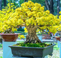 Flowering Apricot Bonsai Tree Seeds - 3 Large Seeds - Stunning Yellow Blooms - Prunus mume