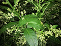 Night Blooming Jasmine Plant in 5" Pot, Cestrum nocturnum, Tropical Fragrant Flowering Shrub