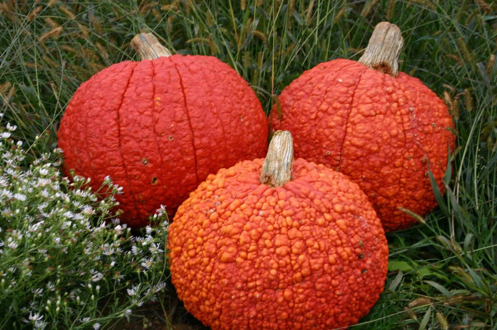 Red Warty Thing Pumpkin Seeds - Fresh Heirloom Seeds for Planting - Cucurbita pepo