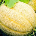 Hales Best Jumbo Cantaloupe Seeds | Non-GMO Heirloom Cantaloupe Seeds | 50 Seeds, Cucumis melo