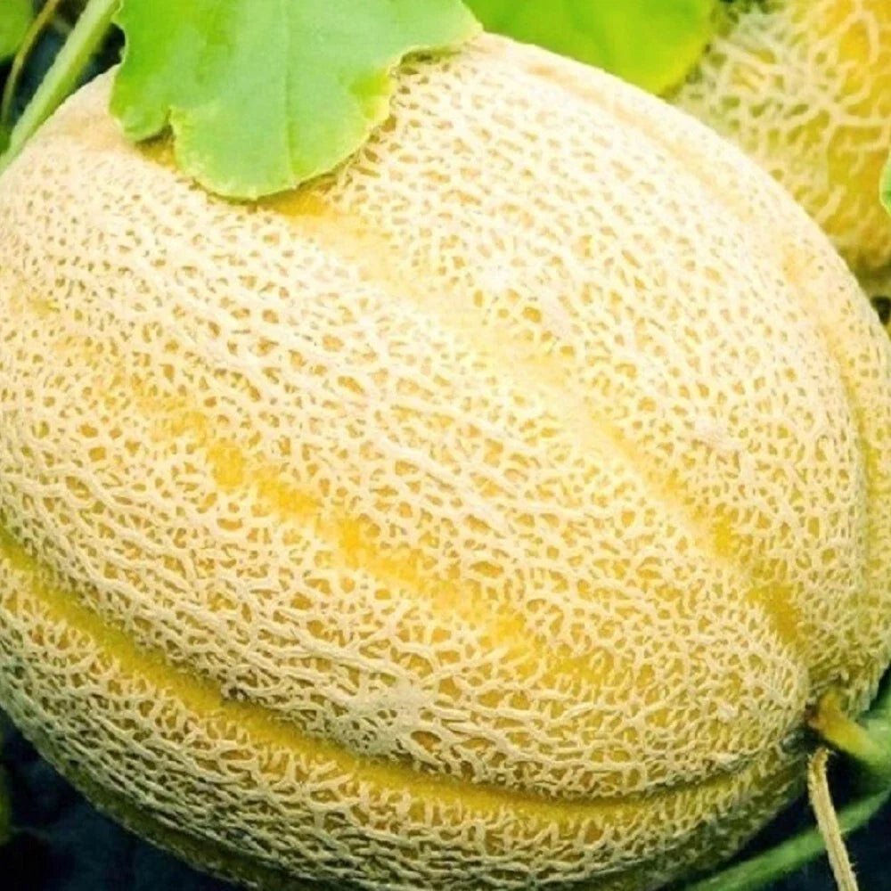 Hales Best Jumbo Cantaloupe Seeds | Non-GMO Heirloom Cantaloupe Seeds | 50 Seeds, Cucumis melo