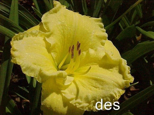 10 Daylilies Live Plants - Emperor's Choice - Bright Ruffled Fragrant Flowers - Hemerocallis