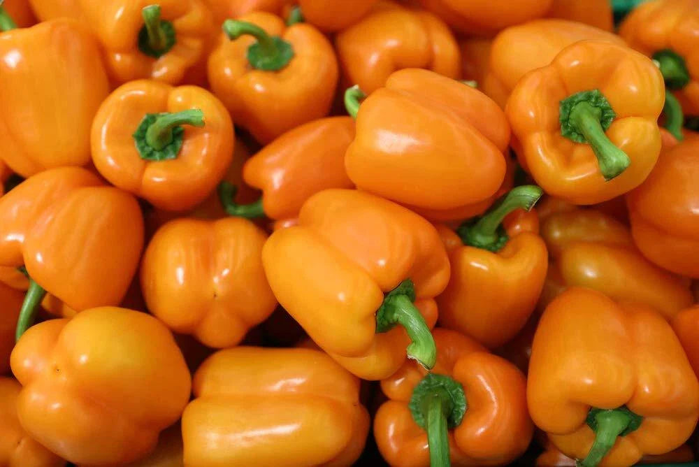 Orange King Bell Pepper Seeds - 100 Seeds - Sweet Orange Variety - Capsicum annuum - Non-GMO, Heirloom Gardening