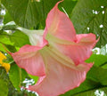 Sunset Angel Trumpet Seeds - 10 Brugmansia Datura Flowers - Exotic Garden Seeds for Planting