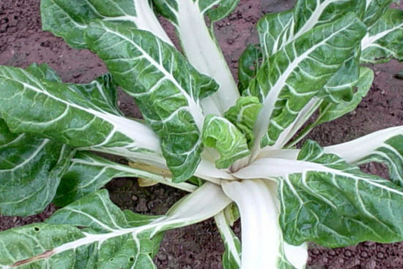 Swiss Chard Seeds 100 Ct Large White Ribbed Heirloom NON-GMO Beta vulgaris, Free Shipping USA