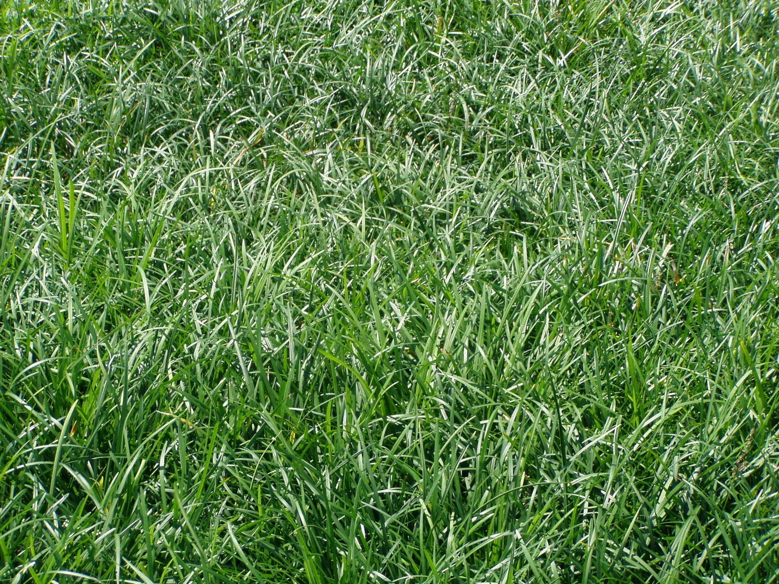 Liriope Spicata Bare Root Divisions - 100 Count - Ground Cover Perennial Plant