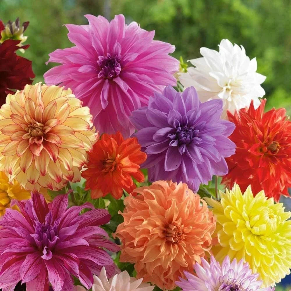 Dahlia Flower Bulb Mix - Large Exotic Blooms - Assorted Colors - Dahlia spp.