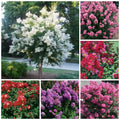Crape Myrtle Plant 18''-24'' Height Mixed Colors Lagerstroemia, Quart Pot, Low-Maintenance Ornamental Shrub for Landscapes