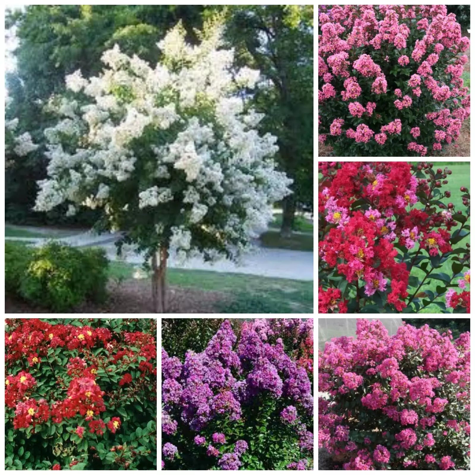 Crape Myrtle Plant 18''-24'' Height Mixed Colors Lagerstroemia, Quart Pot, Low-Maintenance Ornamental Shrub for Landscapes