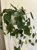 Heart Leaf Philodendron Cuttings - Philodendron hederaceum - Live Plant Cuttings for Propagation