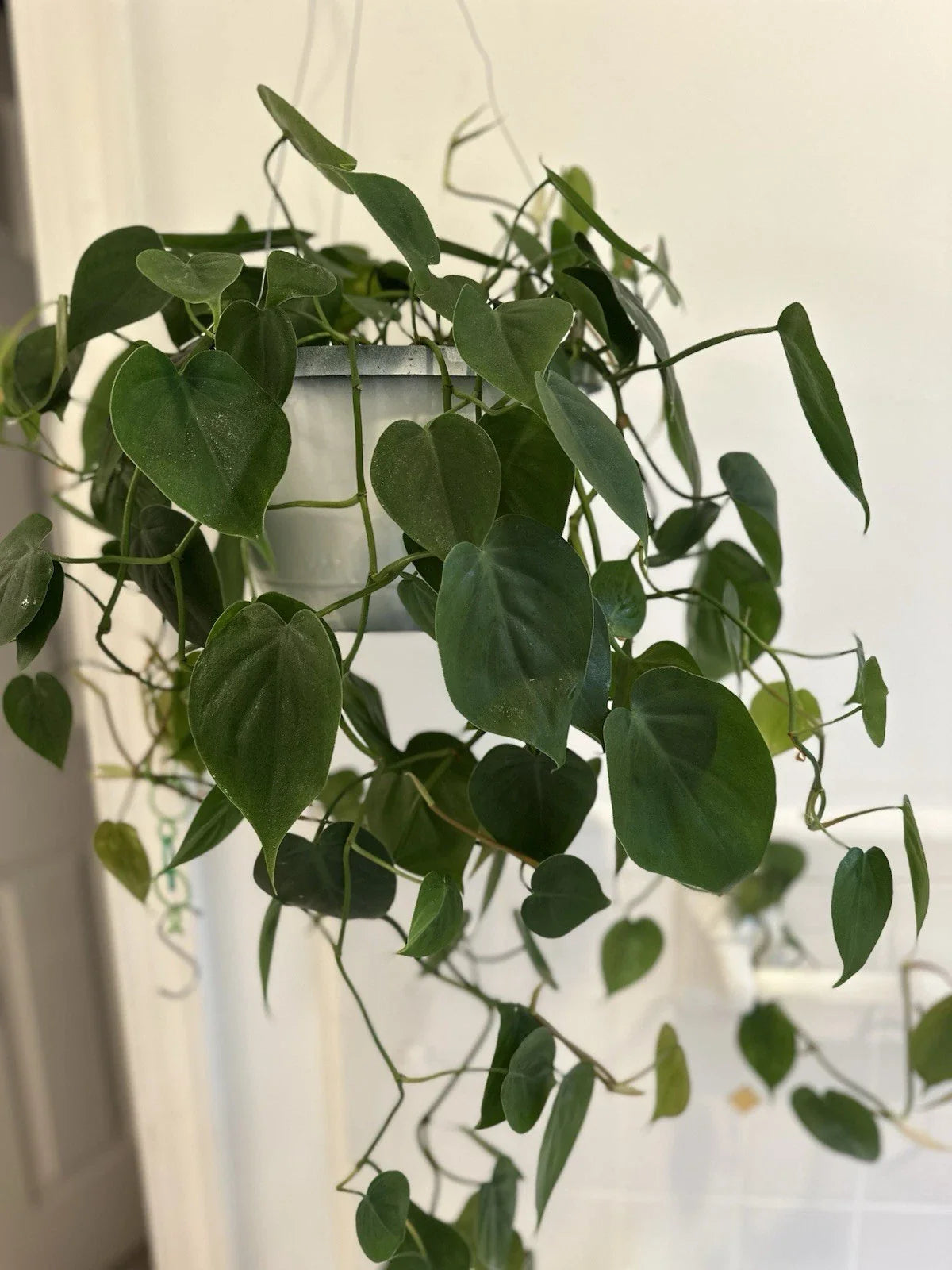 Heart Leaf Philodendron Cuttings - Philodendron hederaceum - Live Plant Cuttings for Propagation