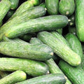 Rhinish Pickle Cucumber Seeds | NON-GMO Heirloom | Fresh Garden Seeds | Cucumis sativus