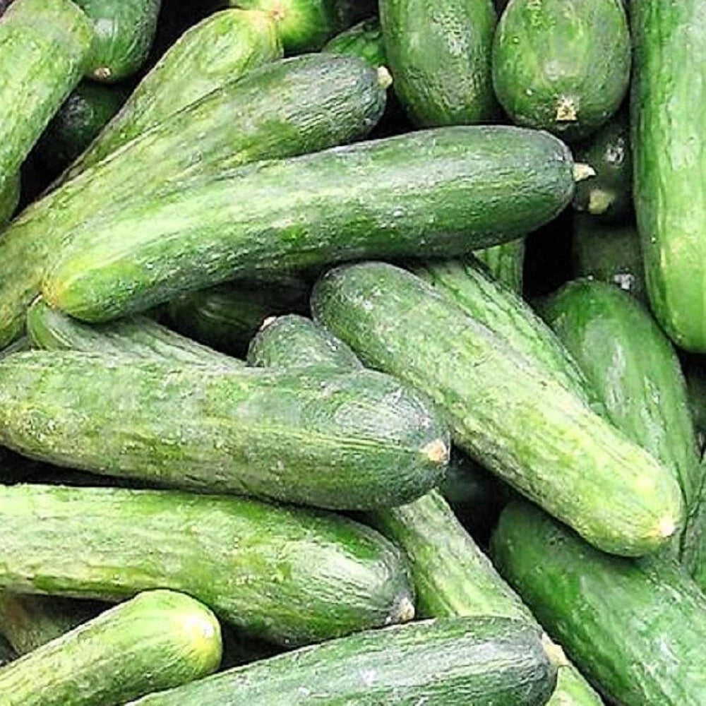 Rhinish Pickle Cucumber Seeds | NON-GMO Heirloom | Fresh Garden Seeds | Cucumis sativus